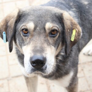 NIETJE - reserviert Manuela vermittelt