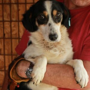 JUNO - sehr müde! - reserviert TINO - vermittelt