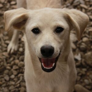 LASLEA - reserviert Tierhilfe Lebenswert DR - vermittelt