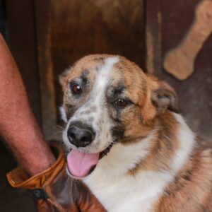 LUKIE - reserviert TST Europa vermittelt