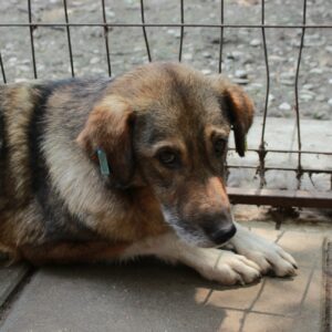 LESLIE - seel. Notfall - auf Pflegestelle in PLZ 5 - vermittelt