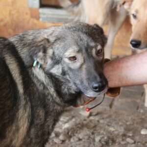 MANDARINE - auf Pflegestelle in PLZ 5 - vermittelt