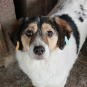 MAURI – reserviert Tierhilfe Lebenswert DR (11.05.) - vermittelt