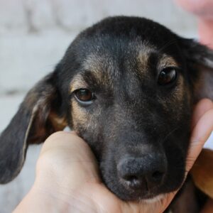 FRIDO - reserviert Tierhilfe Lebenswert DR - vermittelt