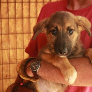 TIM - sehr dünn! - reserviert Tierhilfe Lebenswert DR - vermittelt