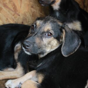 MERCURY - reserviert Tierhilfe Lebenswert DR - vermittelt