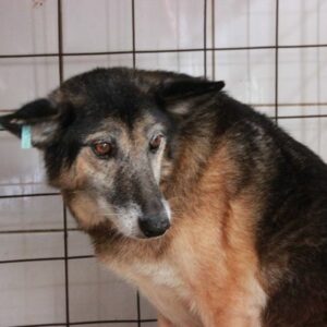 CAROL - reserviert IH DR (02.10.) - vermittelt