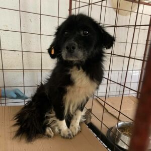 EMILIO - reserviert (MG) - vermittelt