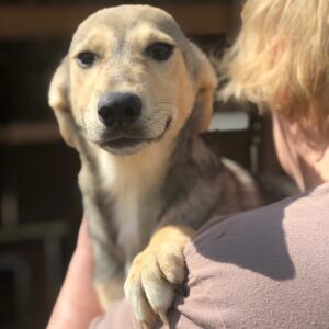 SNOOKY - auf Pflegestelle in PLZ 1 - vermittelt