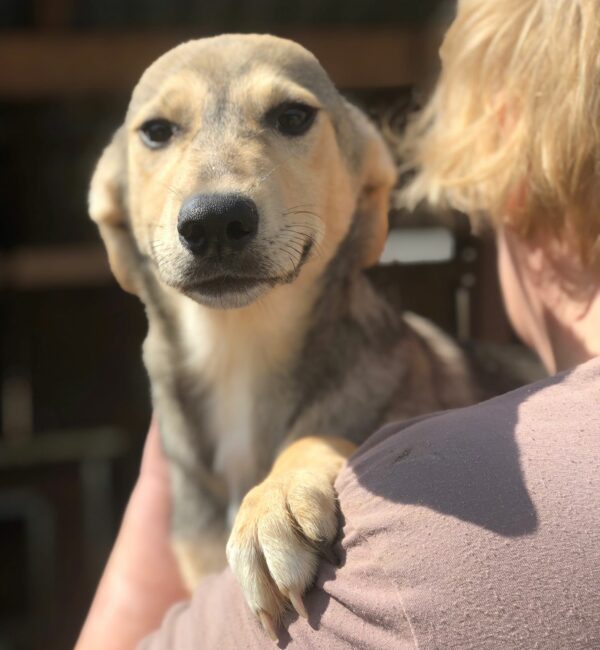 SNOOKY - auf Pflegestelle in PLZ 1 - vermittelt