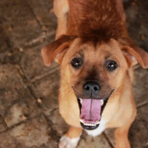 SYNA - reserviert Tierhilfe Lebenswert DR - vermittelt