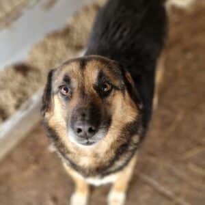 KIMMY - reserviert Alexandra - vermittelt