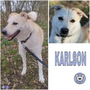 KARLSON (♂) in 18311 Ribnitz Damgarten