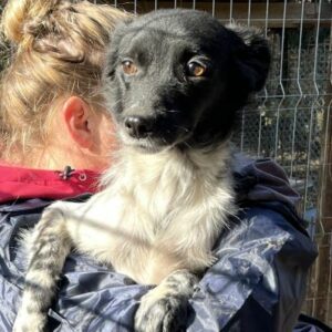 ZITA - reserviert Tierhilfe Lebenswert DR - vermittelt