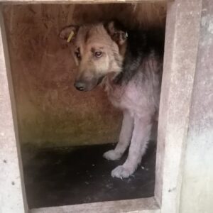 MALU - viel zu dünn! - reserviert TINO clinic (01.03.) - vermittelt