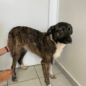 NIARA - reserviert Tierhilfe Lebenswert DR - vermittelt