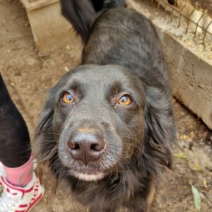 FALLOU - reserviert Manuela - vermittelt