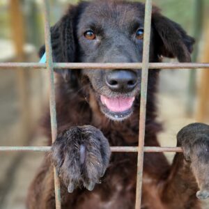 ROMY - reserviert TST Rösrath - vermittelt