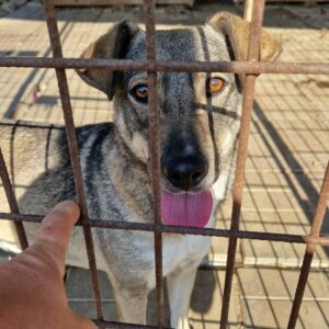 GELJA - reserviert Tierhilfe Lebenswert DR - vermittelt