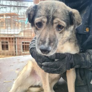 INAYA - reserviert NadineH - vermittelt