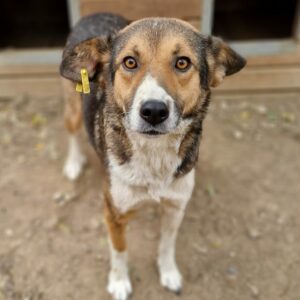 TINKER - reserviert Tierhilfe Lebenswert DR 13.02. - vermittelt