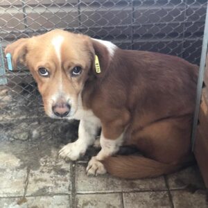 INDY - reserviert TINO vermittelt