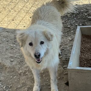 VINCI (♂) - RBB 09/24