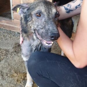 ILAY - Notfall - auf Pflegestelle in PLZ 4 - vermittelt