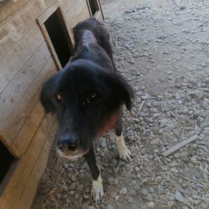 STARR - Notfall - reserviert TINO - vermittelt