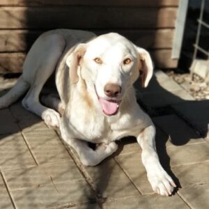 SUVY - reserviert IH DR - vermittelt