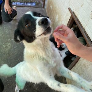 YNKA - reserviert (MG) - vermittelt