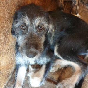 PIET - sollte bald raus! - reserviert Tierhilfe Lebenswert DR - vermittelt