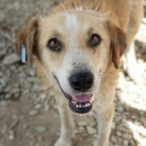 TIEO - Notfall - Mobbingopfer - reserviert Tierhilfe Lebenswert DR - vermittelt