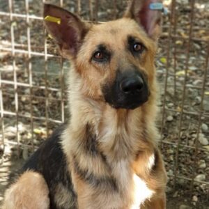 KIWI - zu dünn - reserviert Manuela - vermittelt