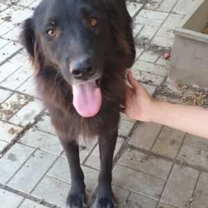 ELIKIA - reserviert Lorraine - vermittelt