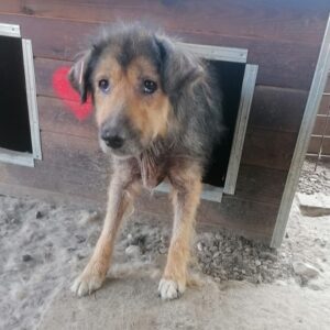 SERENA - reserviert Tierhilfe Lebenswert DR (06.12.) - vermittelt