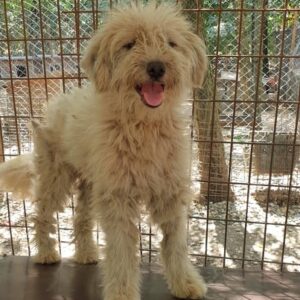 MOTTE - reserviert Tierhilfe Lebenswert DR - vermittelt