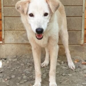 FLAKE - reserviert Tierhilfe Lebenswert DR - vermittelt