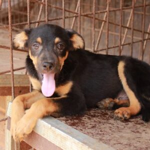 LOIS - reserviert (MG) - vermittelt