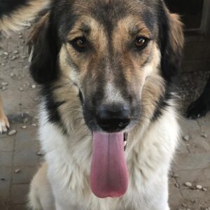 RHAPSODIE - reserviert Manuela - vermittelt