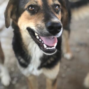 LOTTA - vermisst 11/24