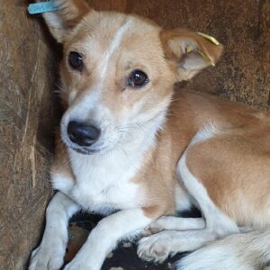 CAILIN - Notfall - viel zu dünn! - reserviert Tierhilfe Lebenswert DR - vermittelt