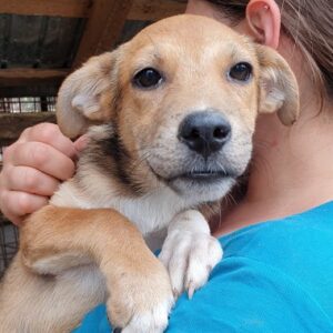 HALVA - reserviert Lorraine - vermittelt