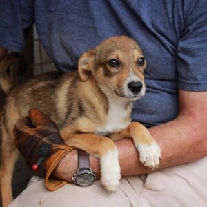 JEREMIAH - reserviert TH Lingen - vermittelt