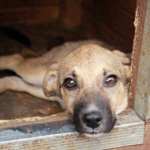 JONATHAN - reserviert TH Lingen - vermittelt