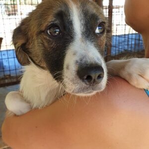 BEN - sollte zeitnah ausreisen - reserviert (MG) - vermittelt