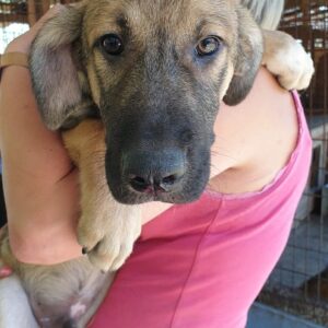 PORTUS - sollte zeitnah ausreisen - reserviert Lorraine - vermittelt