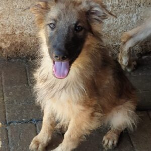 MOZART - reserviert Alexandra - vermittelt