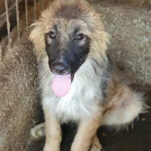 PUNKY - reserviert Alexandra - vermittelt