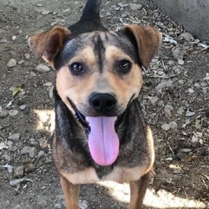 DONATELLO - reserviert für Tierhilfe Lebenswert vermittelt